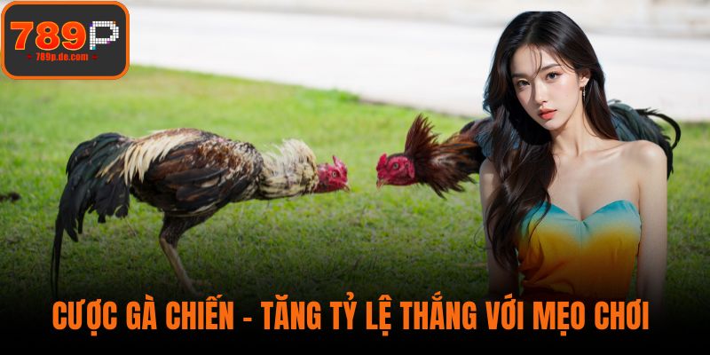Cược Gà Chiến - Tăng Tỷ Lệ Thắng Với Mẹo Chơi Thông Minh