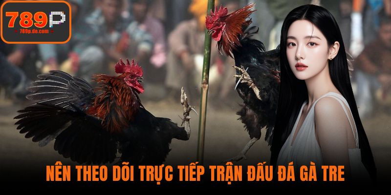 Nên theo dõi trực tiếp trận đấu đá gà tre